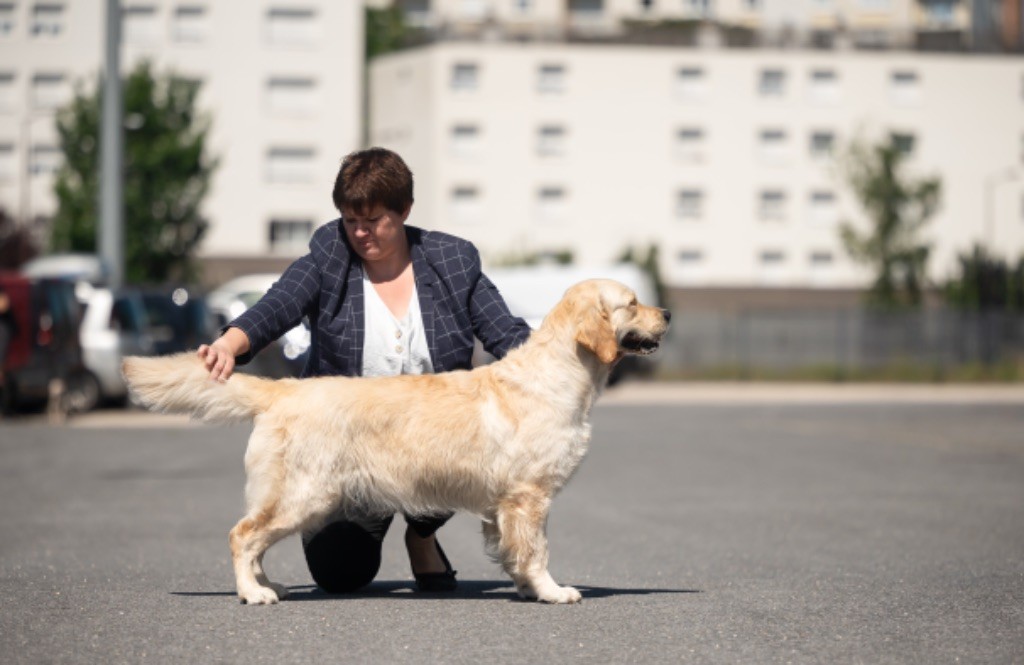 Les Golden Retriever de l'affixe des plaines des Bruyères