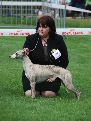 des plaines des Bruyères - Spéciale Whippet à Cahors : Tracy a brillé ! 