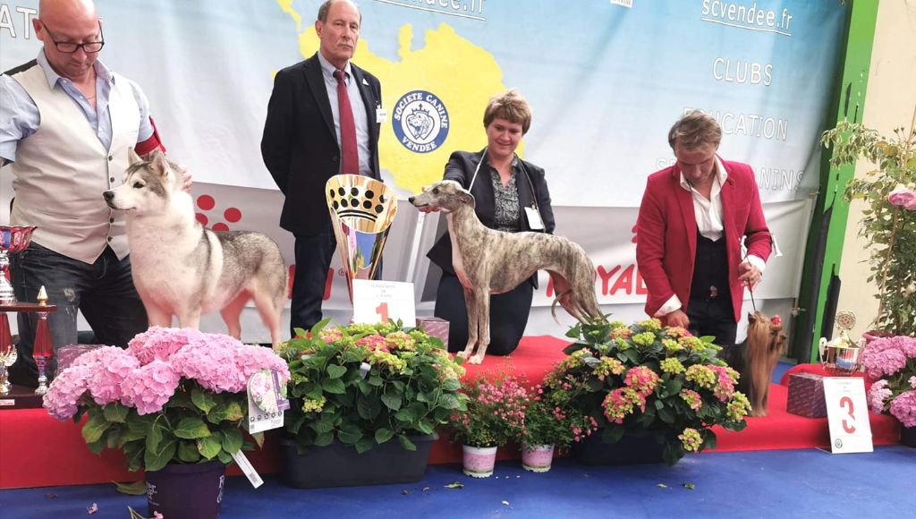 des plaines des Bruyères - Deux Best in Show à la Roche-sur-Yon ! 