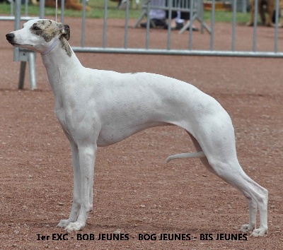 des plaines des Bruyères - Funny-Face remporte son premier Best in Show