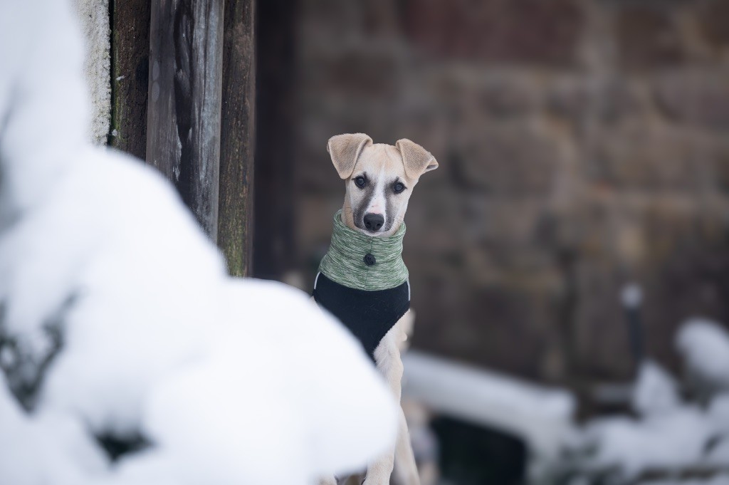 des plaines des Bruyères - Chiot disponible  - Whippet