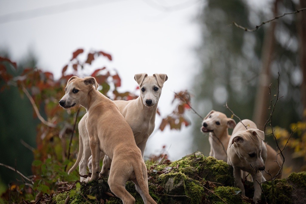 chiot Whippet des plaines des Bruyères