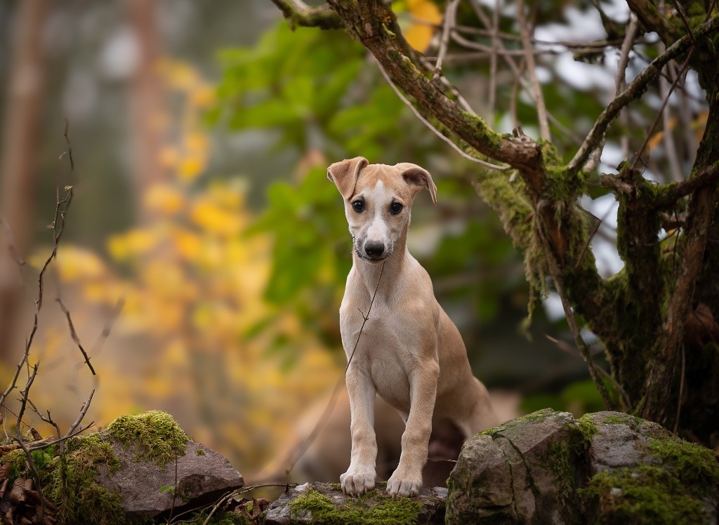 des plaines des Bruyères - Chiot disponible  - Whippet