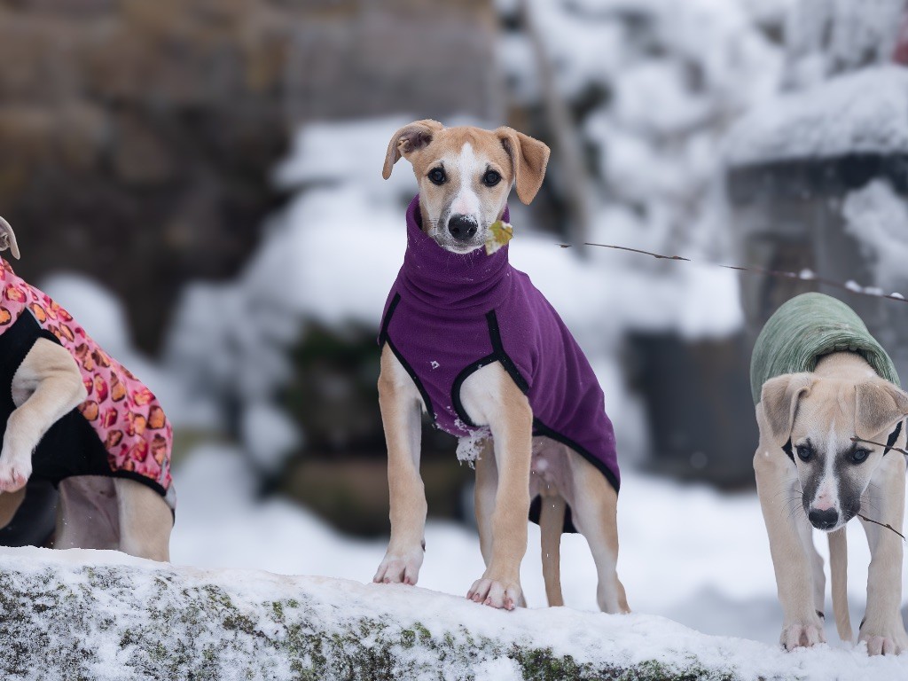 des plaines des Bruyères - Chiot disponible  - Whippet