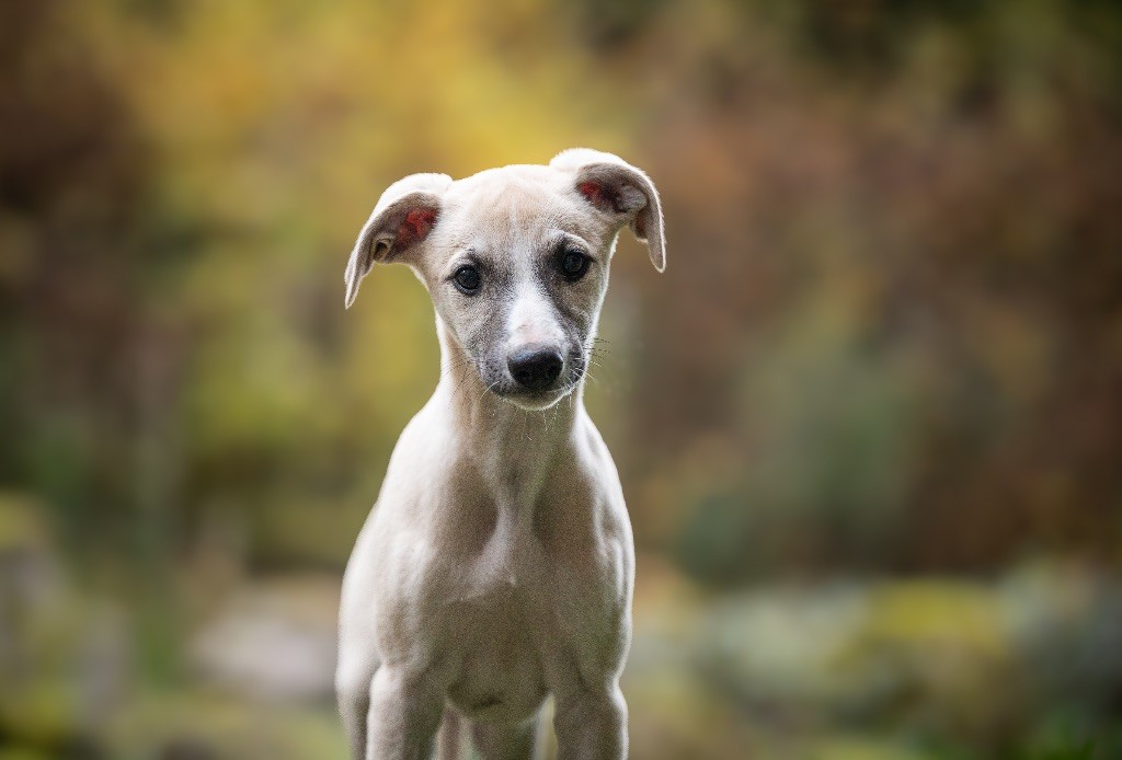 des plaines des Bruyères - Chiot disponible  - Whippet