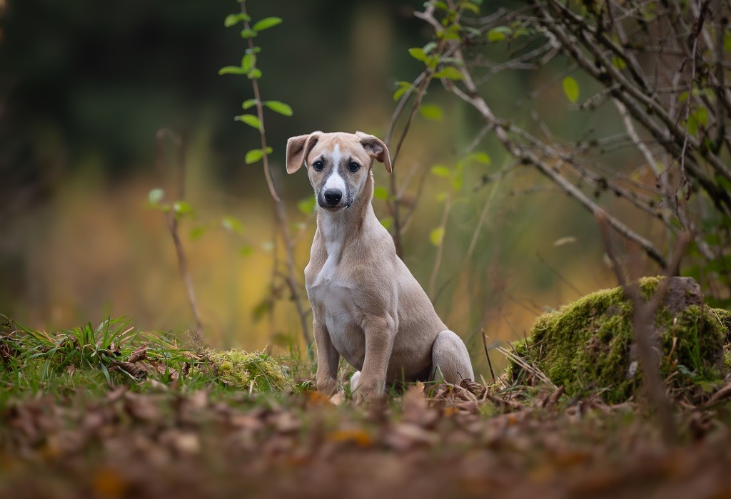 des plaines des Bruyères - Chiot disponible  - Whippet