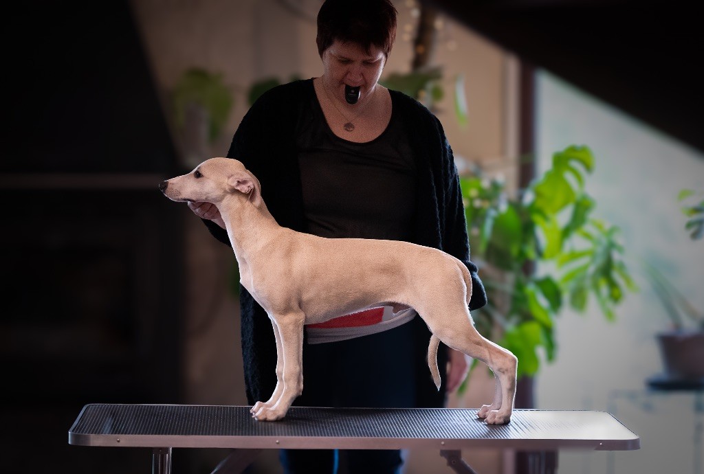 des plaines des Bruyères - Chiot disponible  - Whippet