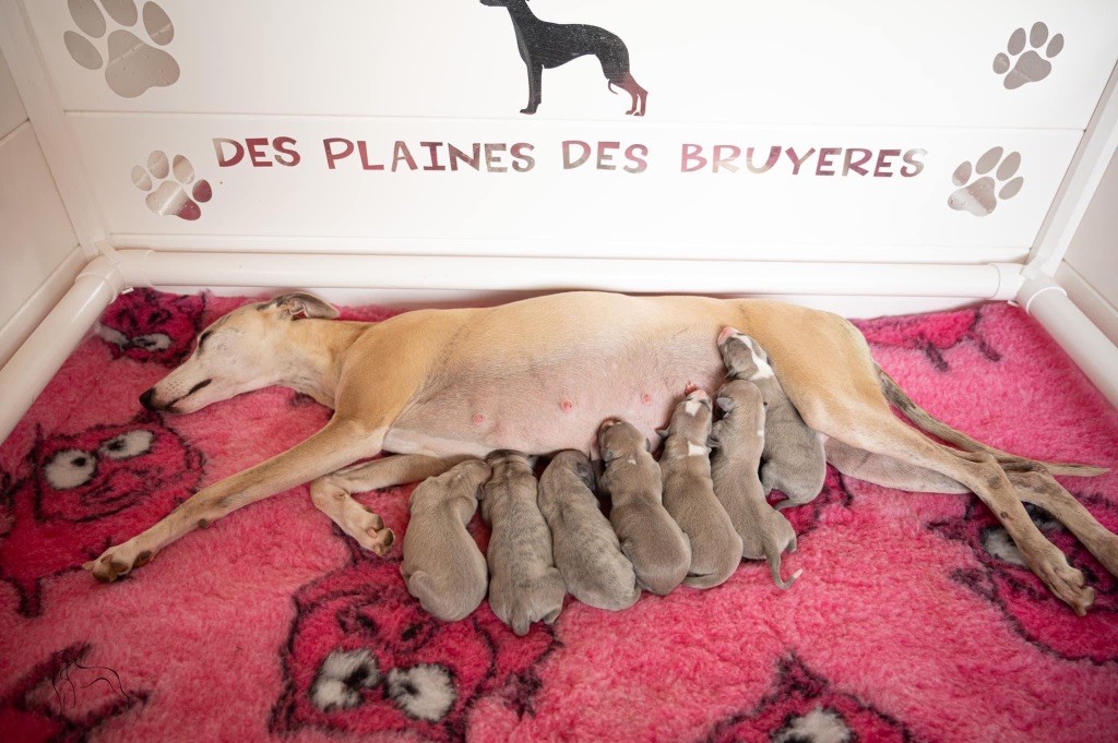 chiot Whippet des plaines des Bruyères