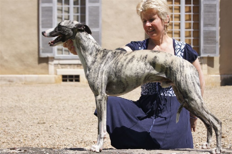 Jamiroquai des plaines des Bruyères