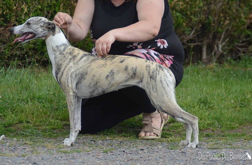 Légende du siècle des plaines des Bruyères