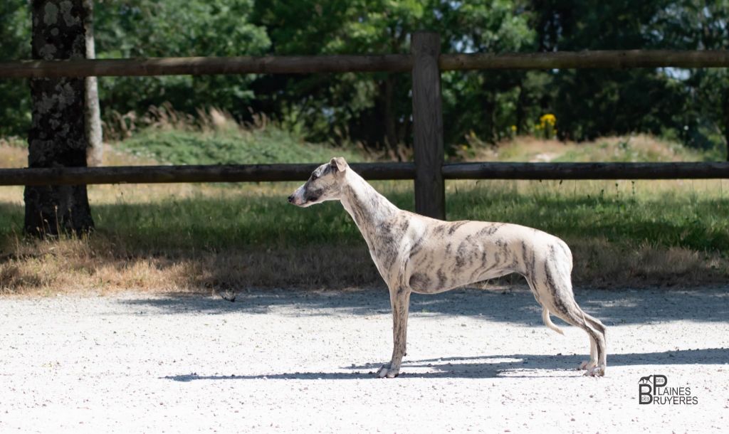 Onde sensuelle des plaines des Bruyères