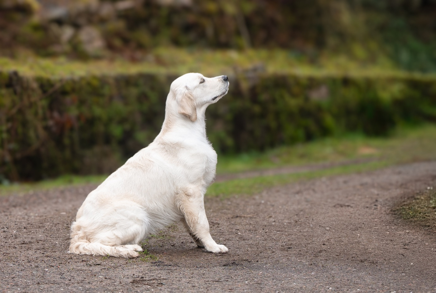 A FIRST IMPRESSION des plaines des Bruyères