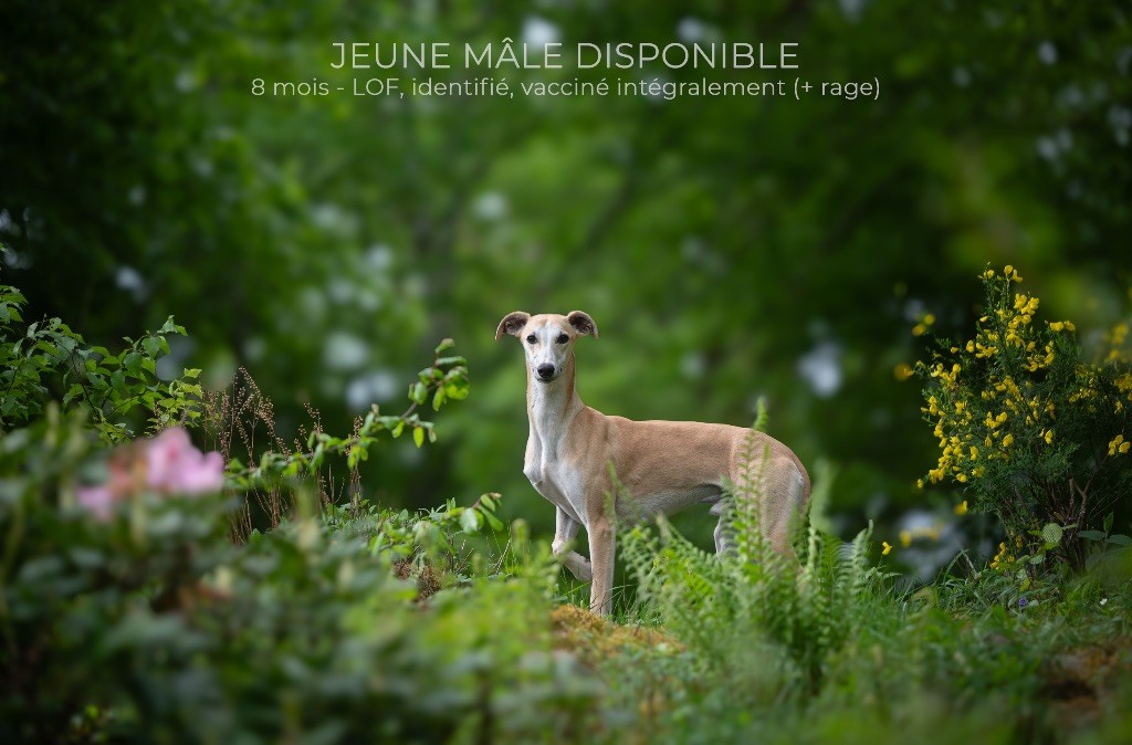 des plaines des Bruyères - Adorable jeune mâle de 8 mois disponible 