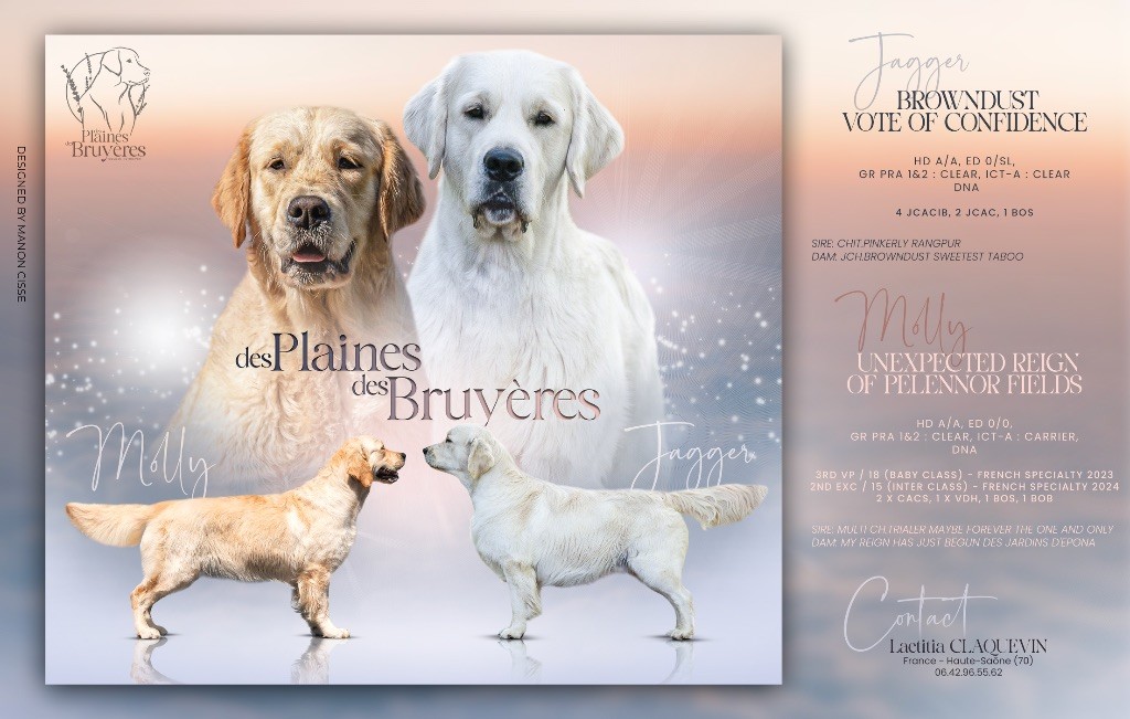 Nos premiers bébés goldens attendus pour la mi Juin