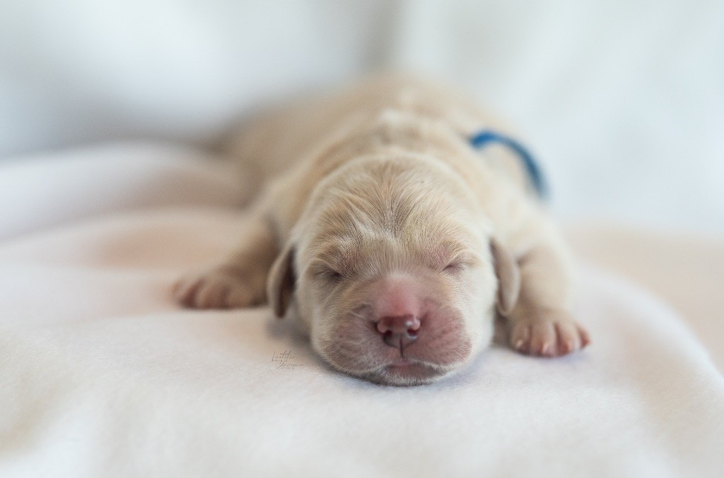 des plaines des Bruyères - Chiots disponibles - Golden Retriever