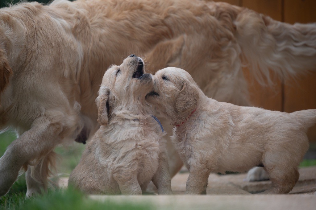 Chiot Golden Retriever des plaines des Bruyères