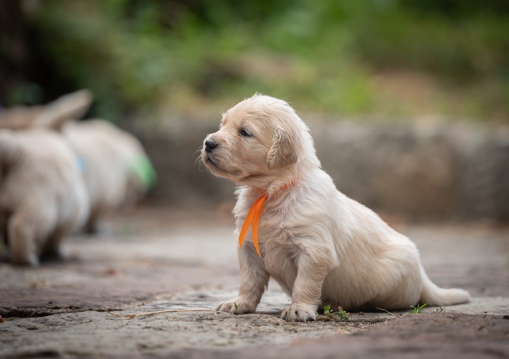 des plaines des Bruyères - Chiots disponibles - Golden Retriever