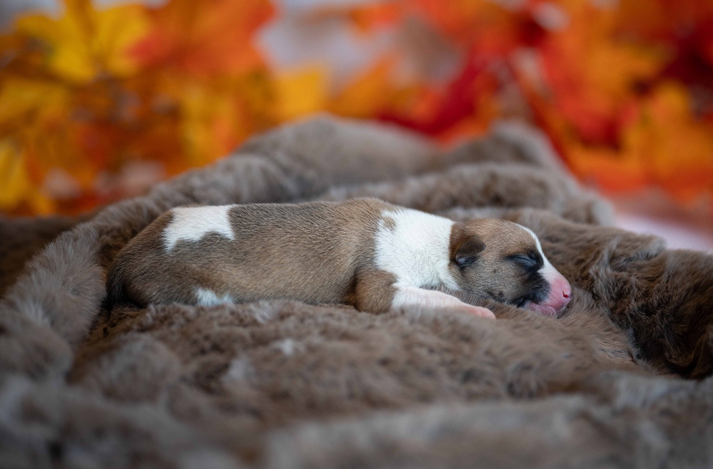 des plaines des Bruyères - Chiots disponibles - Whippet
