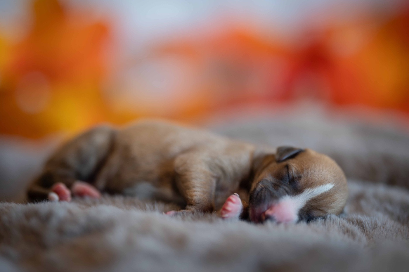 des plaines des Bruyères - Chiots disponibles - Whippet
