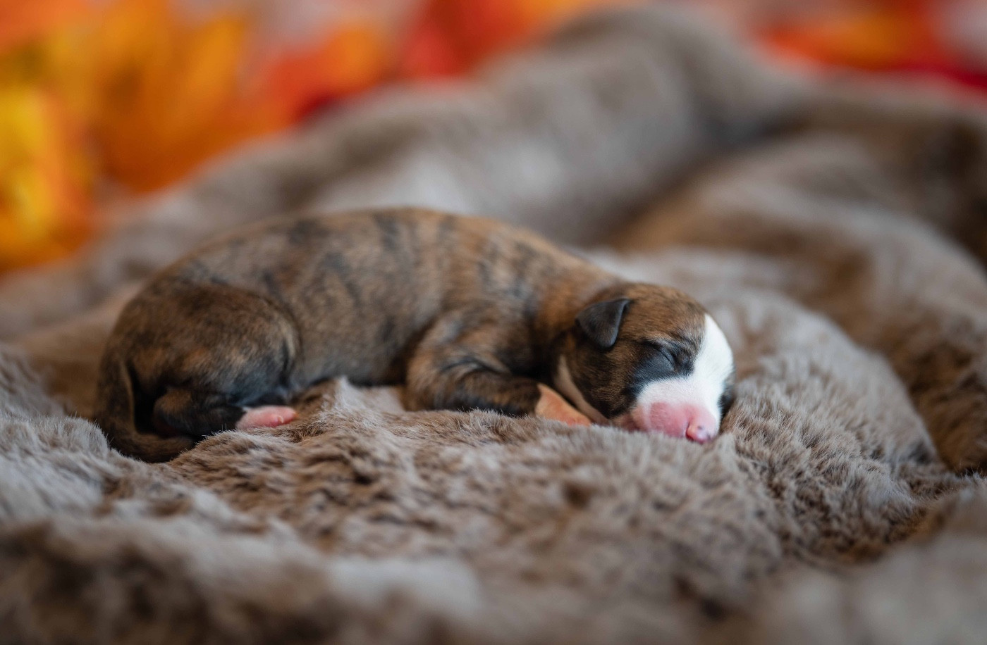 des plaines des Bruyères - Chiots disponibles - Whippet