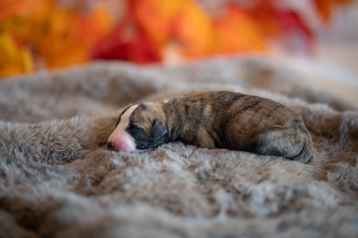 des plaines des Bruyères - Chiots disponibles - Whippet
