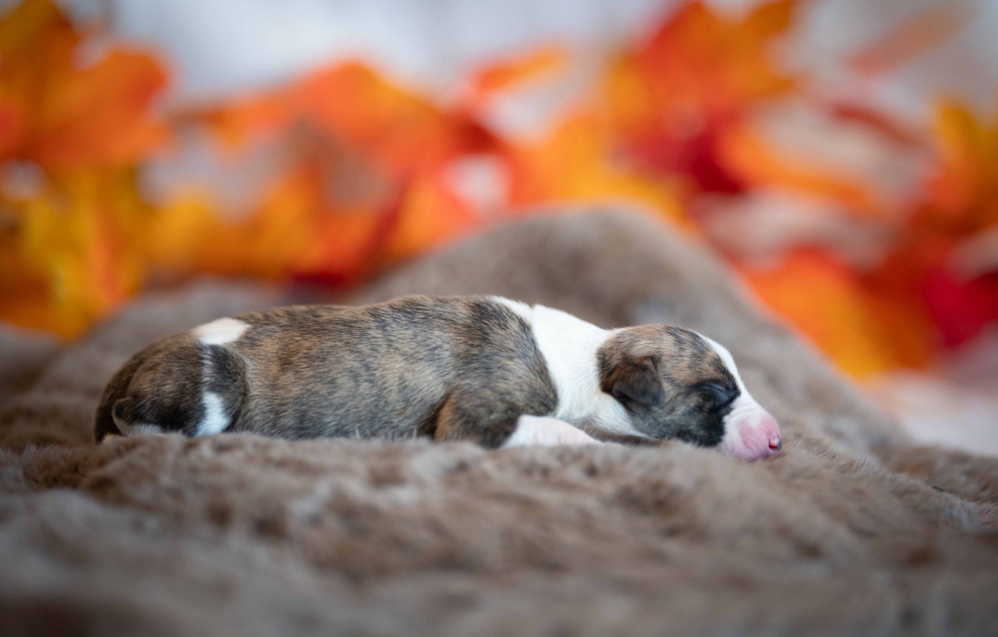des plaines des Bruyères - Chiots disponibles - Whippet