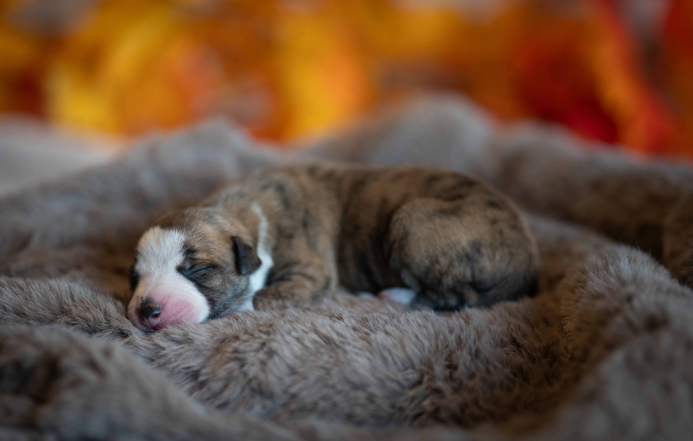 des plaines des Bruyères - Chiots disponibles - Whippet