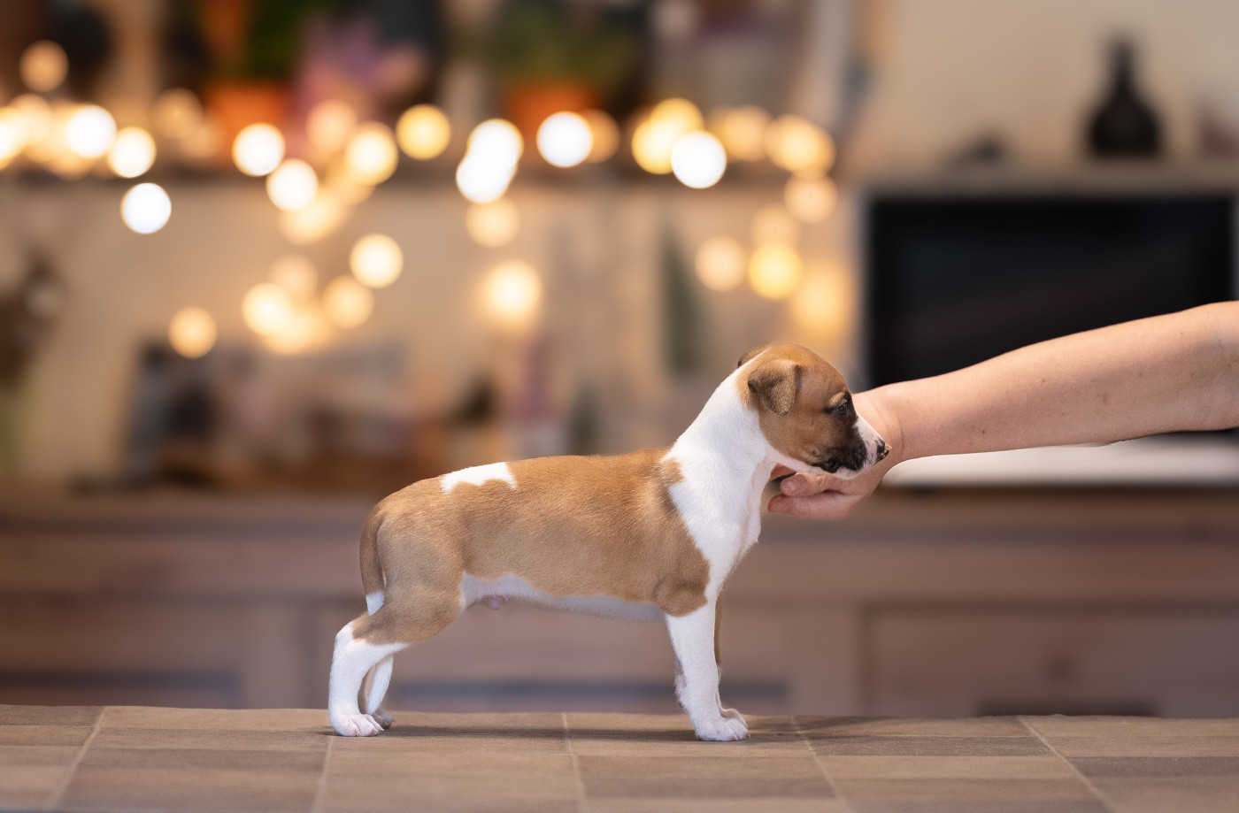 des plaines des Bruyères - Chiots disponibles - Whippet