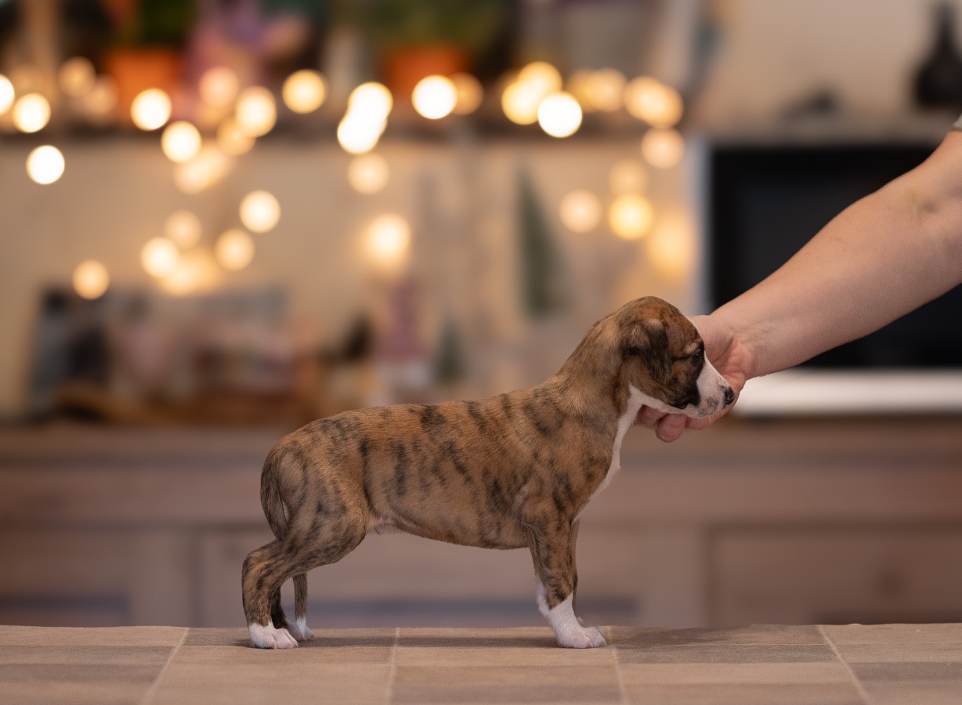 des plaines des Bruyères - Chiots disponibles - Whippet