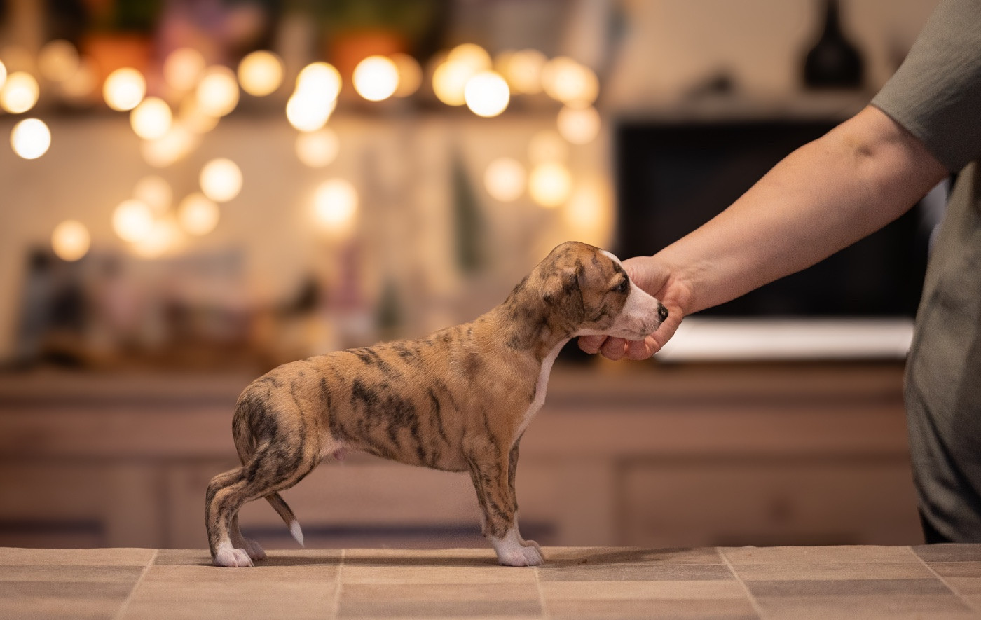 des plaines des Bruyères - Chiots disponibles - Whippet