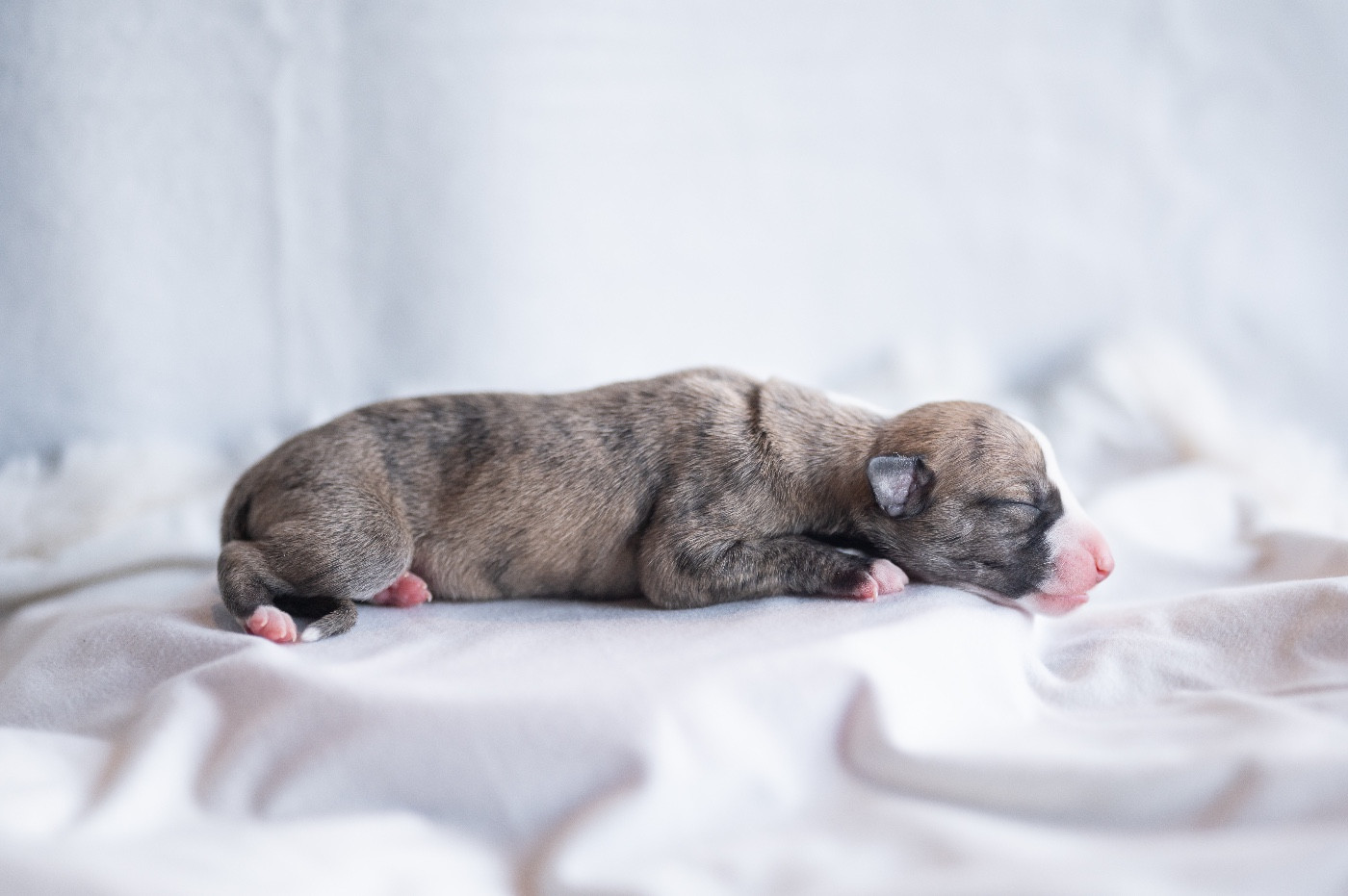 des plaines des Bruyères - Chiots disponibles - Whippet