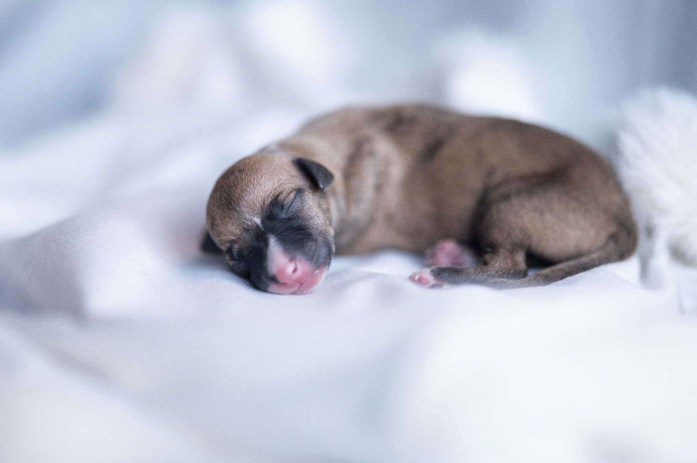 des plaines des Bruyères - Chiots disponibles - Whippet