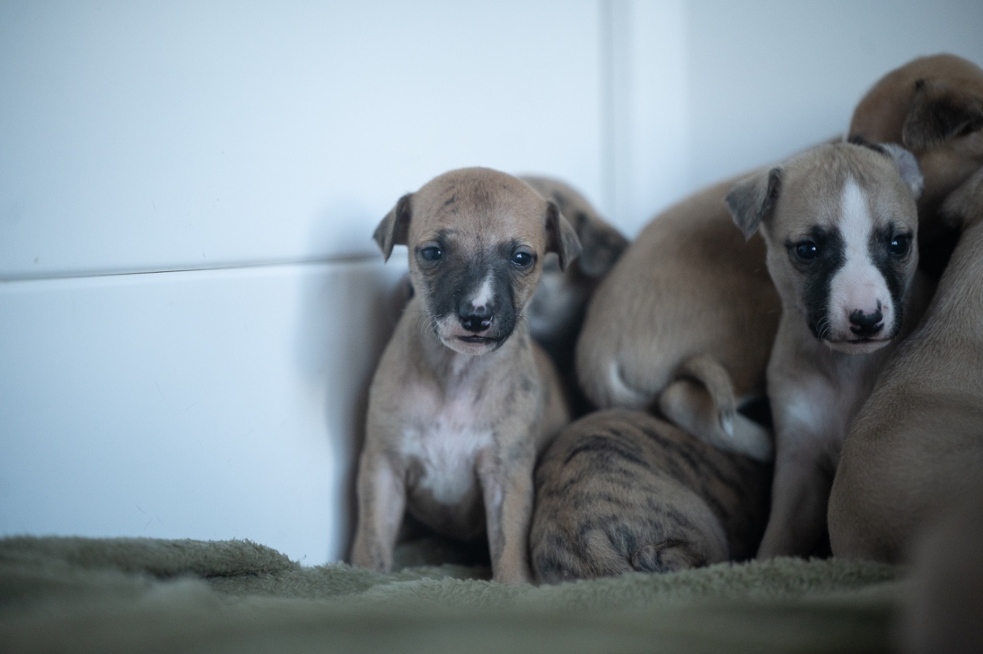 des plaines des Bruyères - Chiots disponibles - Whippet