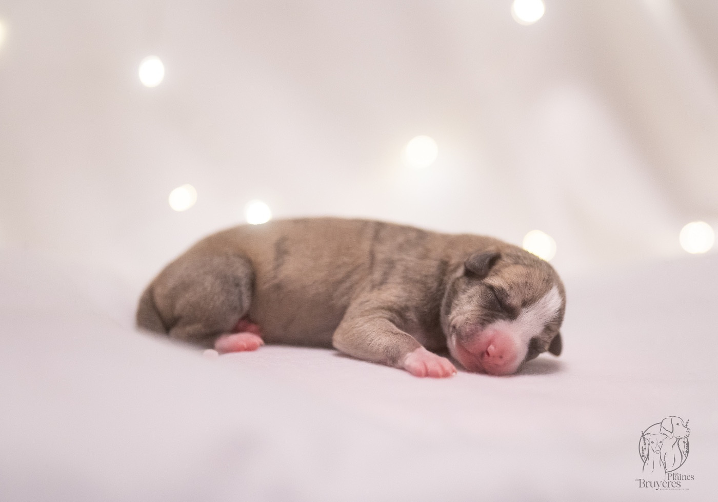 des plaines des Bruyères - Chiots disponibles - Whippet