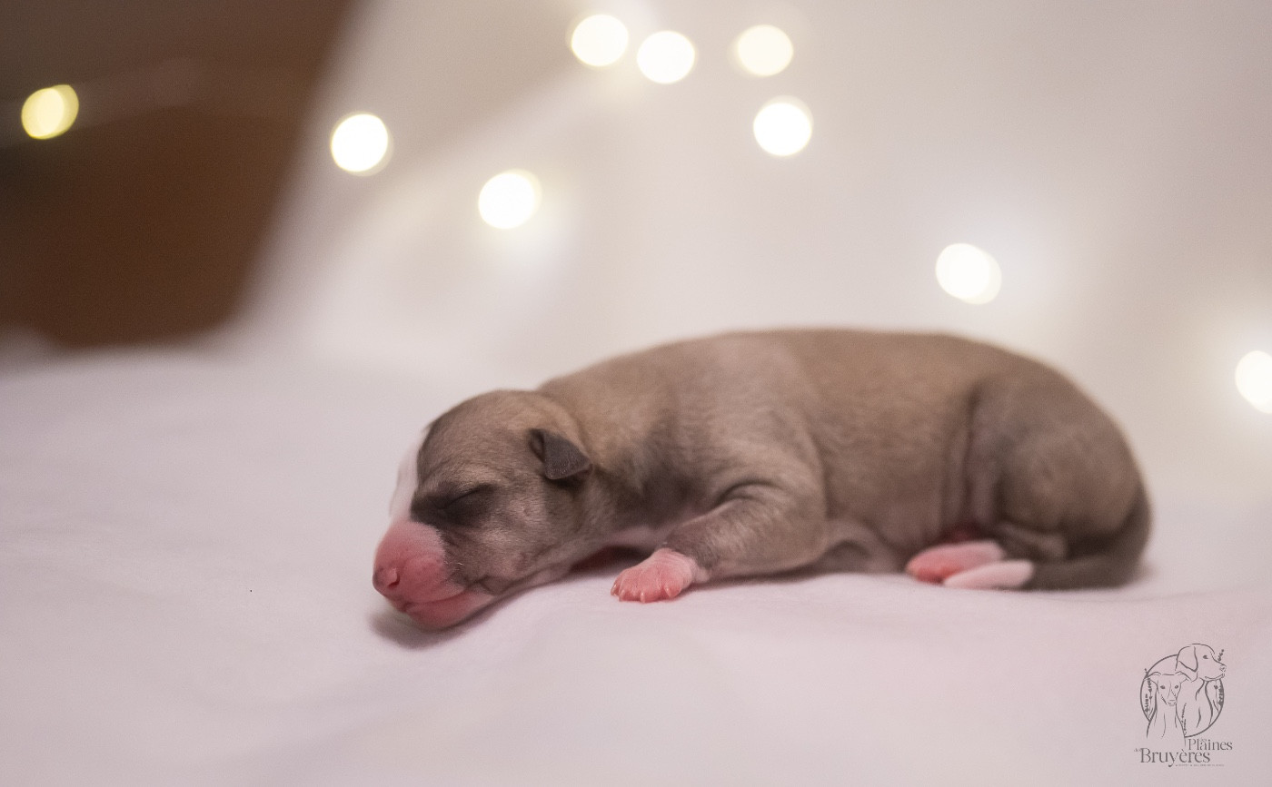 des plaines des Bruyères - Chiots disponibles - Whippet