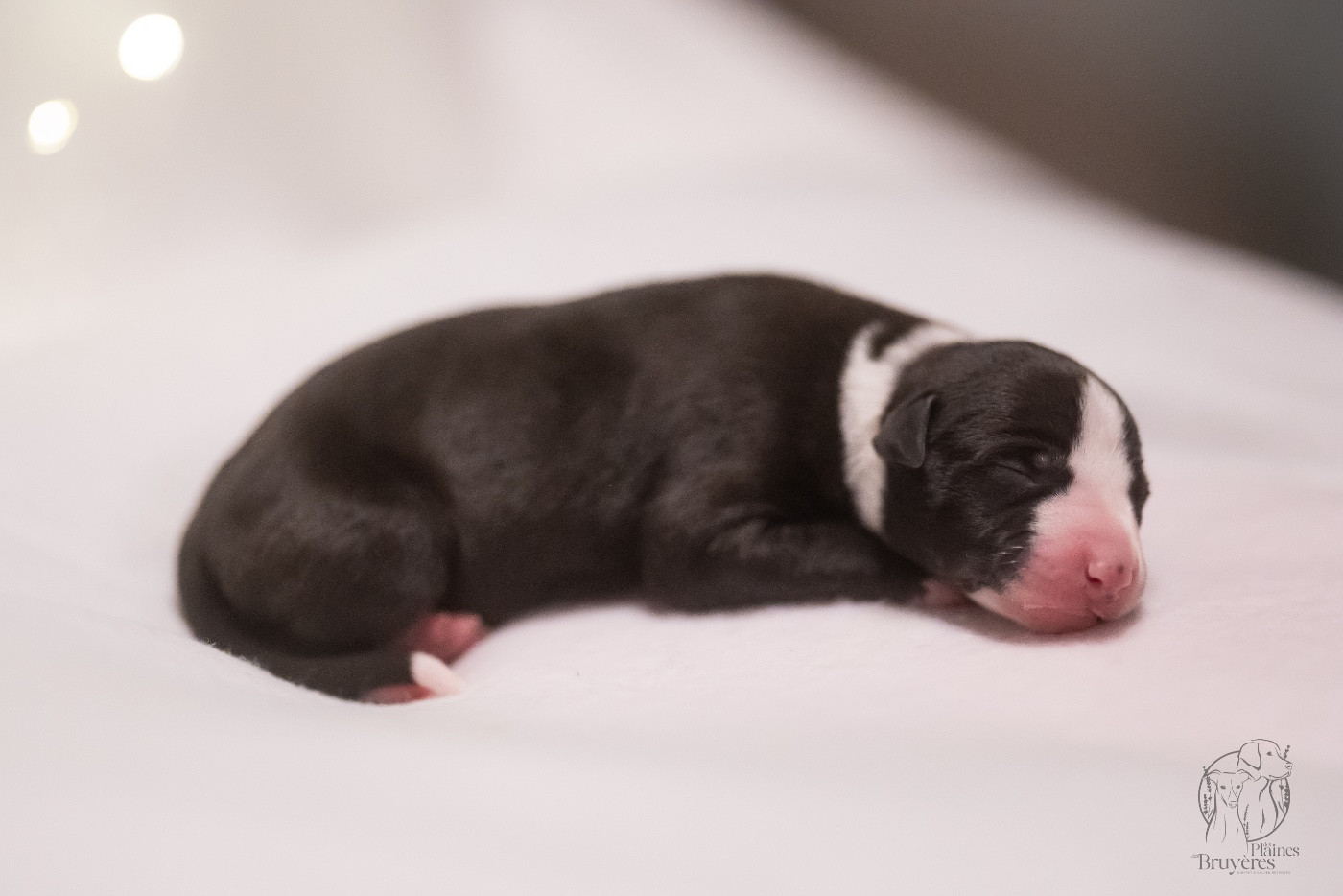des plaines des Bruyères - Chiots disponibles - Whippet