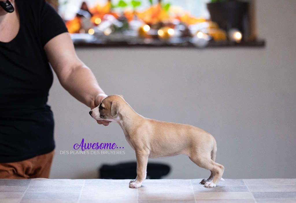 des plaines des Bruyères - Chiots disponibles - Whippet