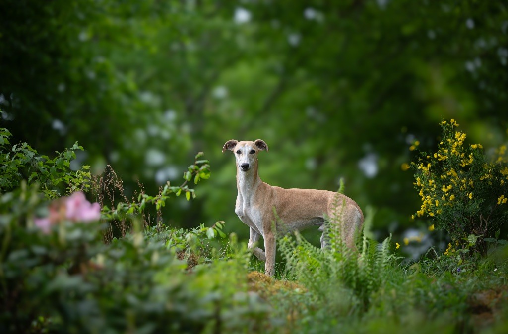 Chiot Whippet des plaines des Bruyères