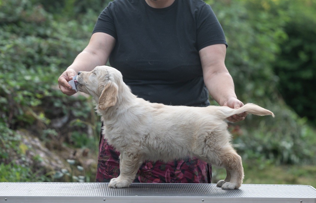 des plaines des Bruyères - Chiots disponibles - Golden Retriever