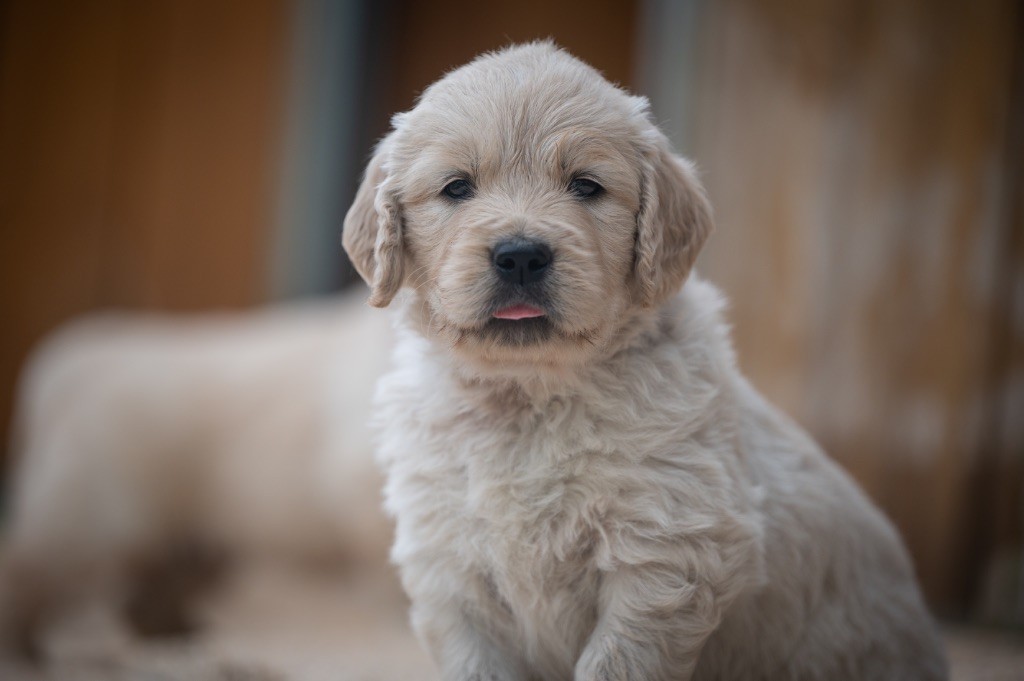 des plaines des Bruyères - Chiots disponibles - Golden Retriever