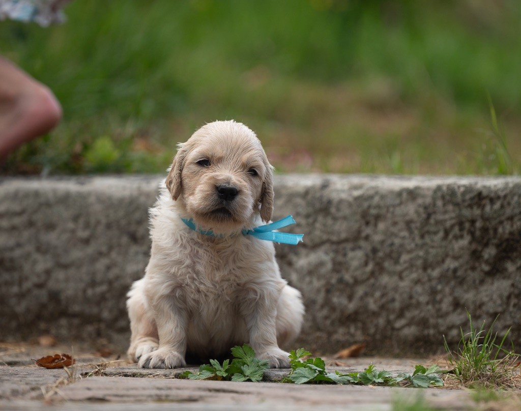 des plaines des Bruyères - Chiots disponibles - Golden Retriever