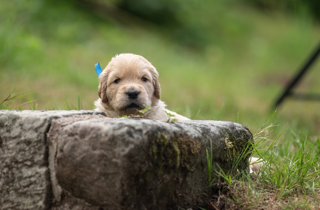 des plaines des Bruyères - Chiots disponibles - Golden Retriever