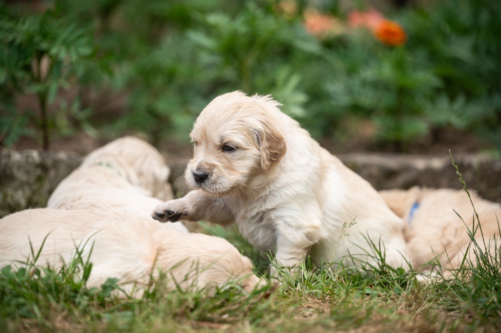 des plaines des Bruyères - Chiots disponibles - Golden Retriever
