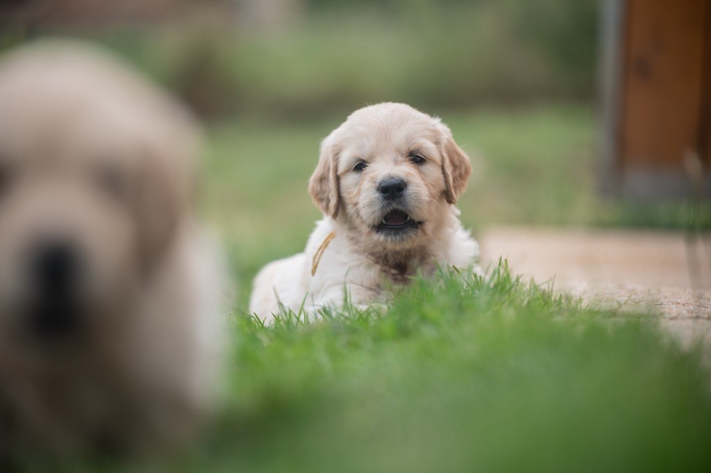 des plaines des Bruyères - Chiots disponibles - Golden Retriever