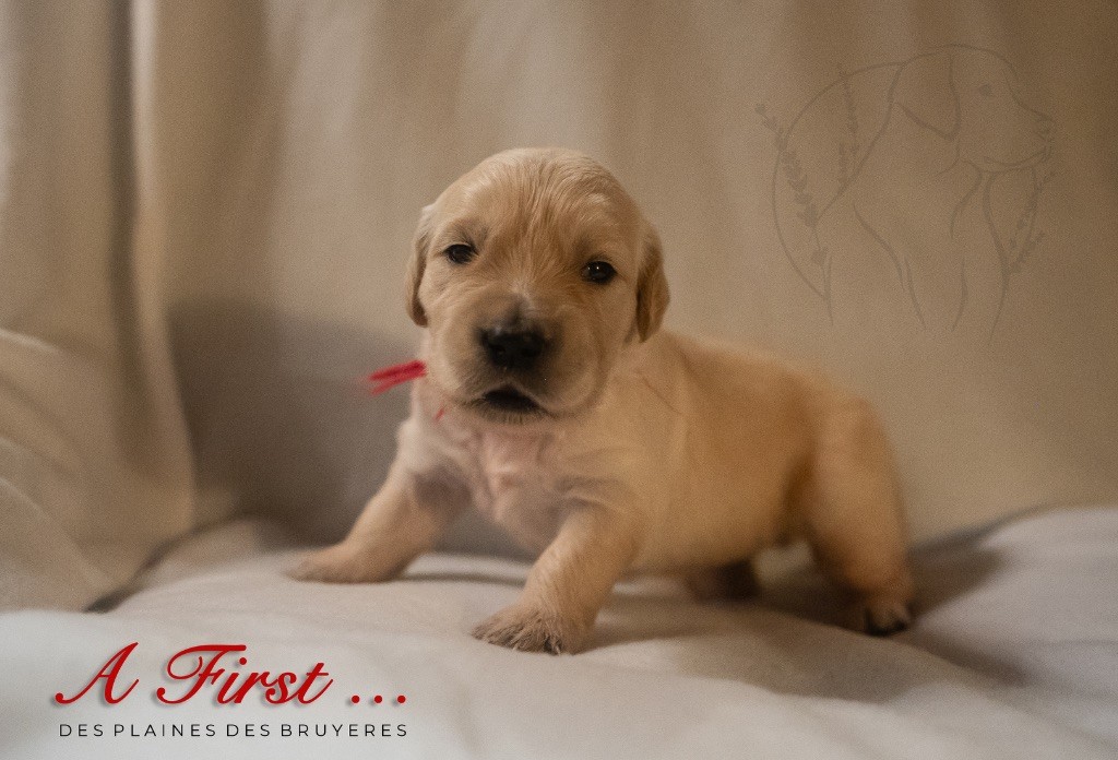 des plaines des Bruyères - Chiots disponibles - Golden Retriever