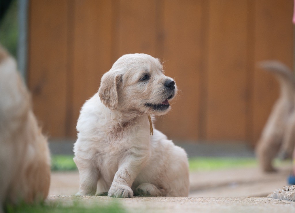 des plaines des Bruyères - Chiots disponibles - Golden Retriever