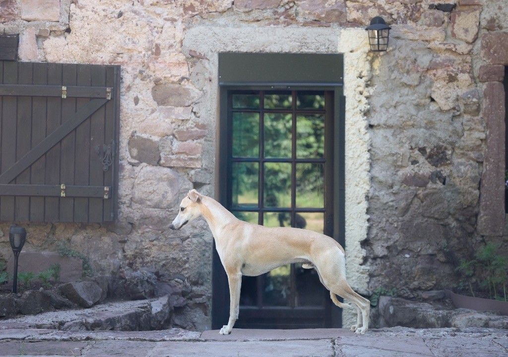 des plaines des Bruyères - Chiots disponibles - Whippet
