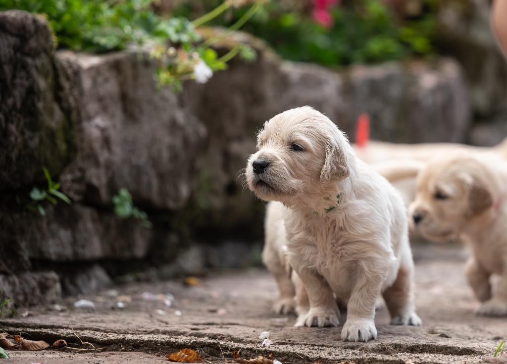 des plaines des Bruyères - Chiots disponibles - Golden Retriever