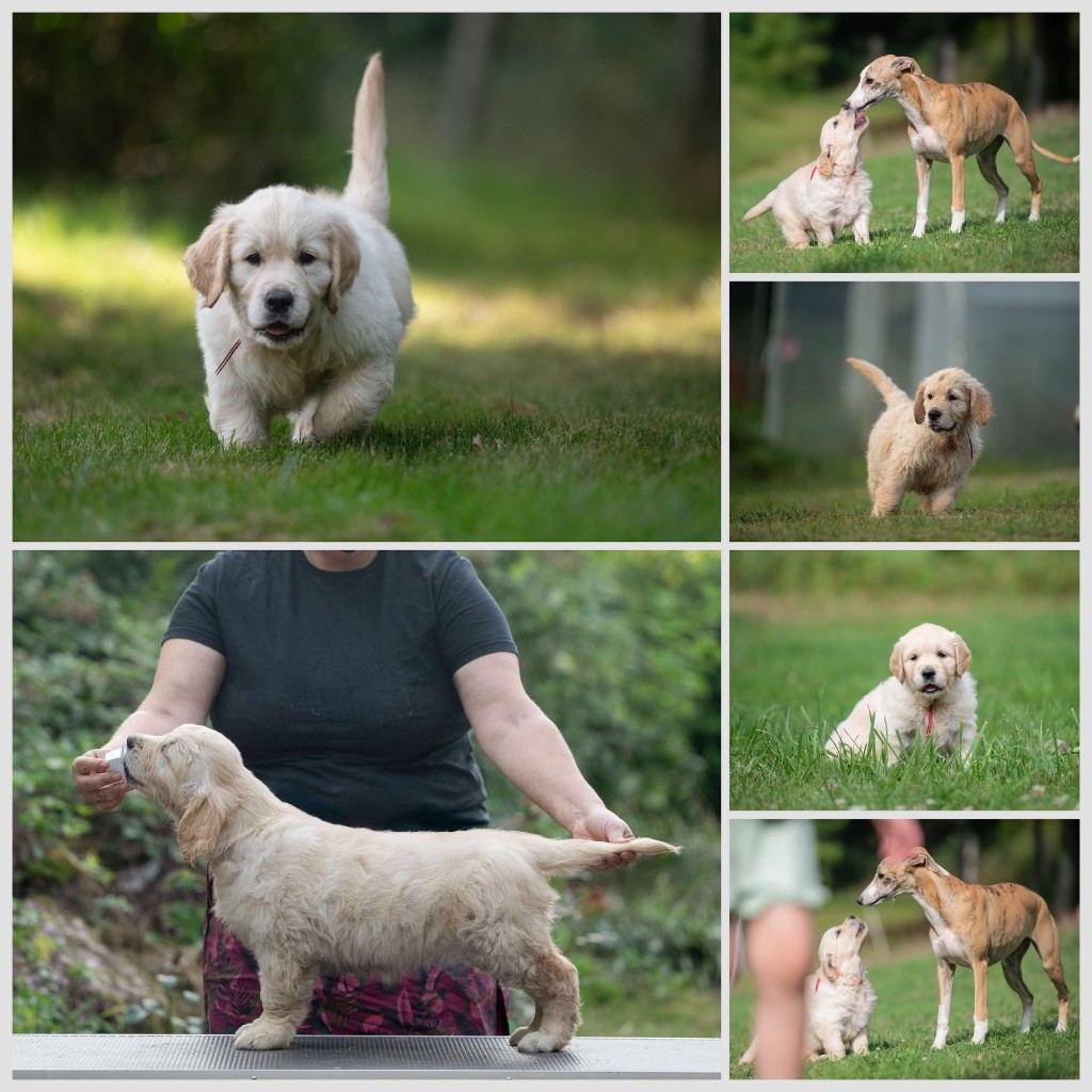 des plaines des Bruyères - Chiots disponibles - Golden Retriever