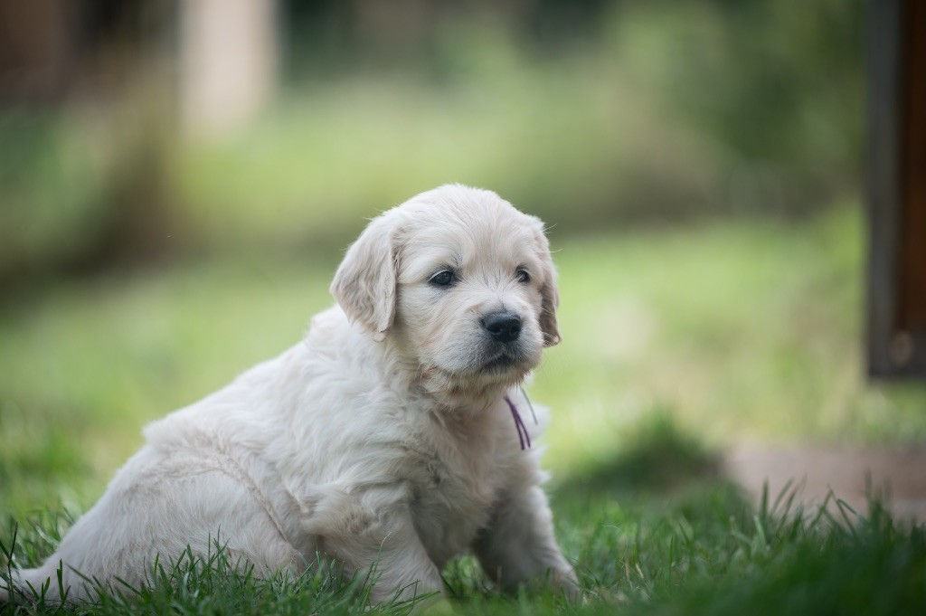 des plaines des Bruyères - Chiots disponibles - Golden Retriever
